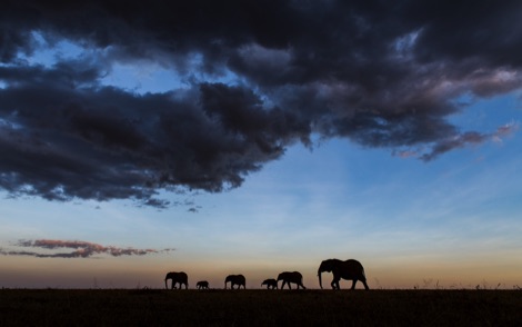 Elephants